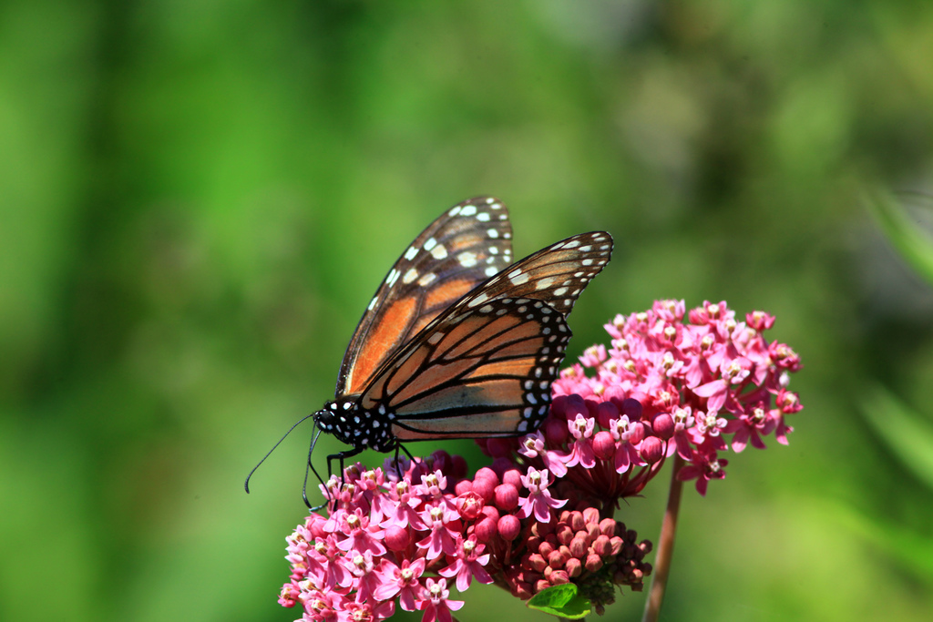 Monarch Butterfly on Milkweed
